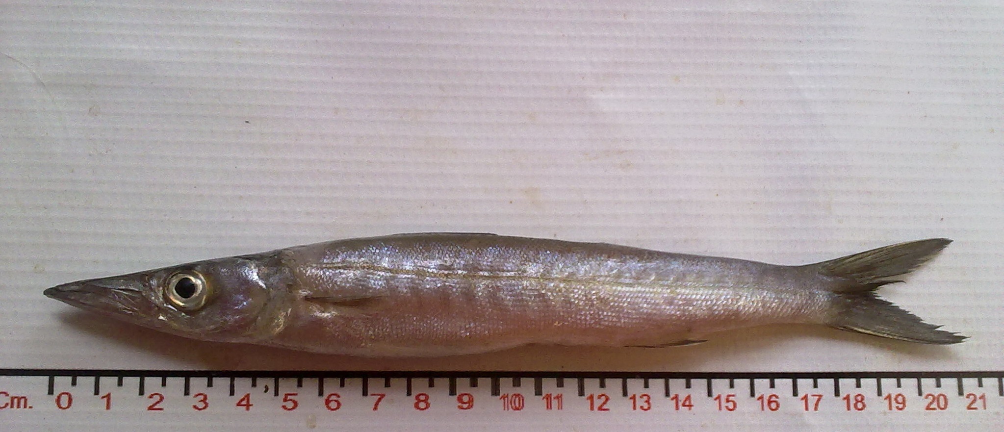 Cortez Barracuda photo 4