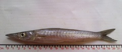Cortez Barracuda photo 1