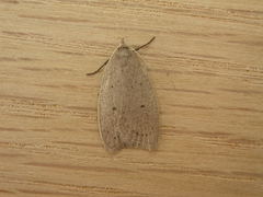 Oecophorinae