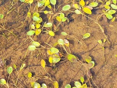 Potamogeton cheesemanii