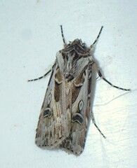 Agrotis vestigialis