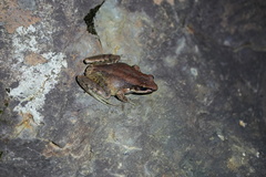 Odorrana exiliversabilis
