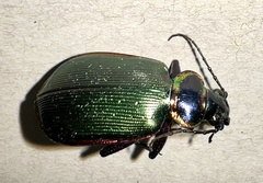 Calosoma scrutator