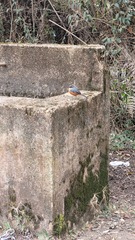 Microspingus lateralis