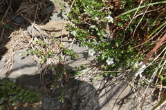 Arenaria ciliata multicaulis