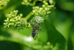 Thomisus okinawensis