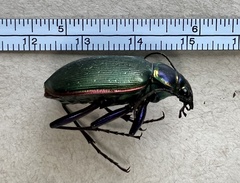 Calosoma scrutator