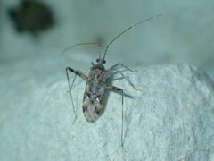 Phytocoris longipennis