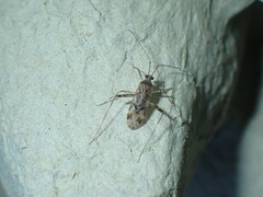 Phytocoris longipennis