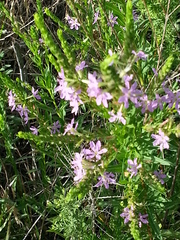 Lythrum alatum lanceolatum