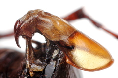 Phyllophaga anxia