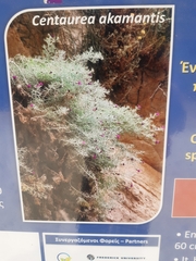 Centaurea akamantis