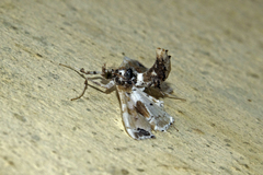 Leucinodes orbonalis