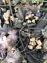 Cudonia monticola