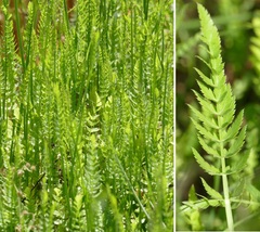 Petroselinum segetum