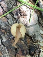 Cudonia monticola