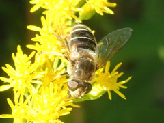 Eristalis nemorum