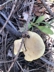 Cantharocybe gruberi