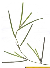 Potamogeton acutifolius
