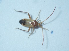 Pseudomegacoelum beckeri