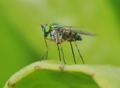 Chrysosoma globiferum