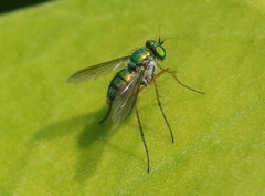 Chrysosoma globiferum
