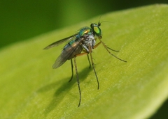 Chrysosoma globiferum