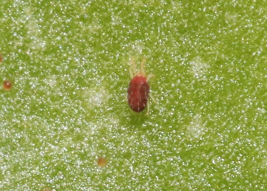 Carmine Spider Mite