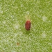 Carmine Spider Mite - Photo (c) James Bailey, some rights reserved (CC BY-NC), uploaded by James Bailey