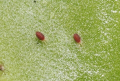 Tetranychus cinnabarinus