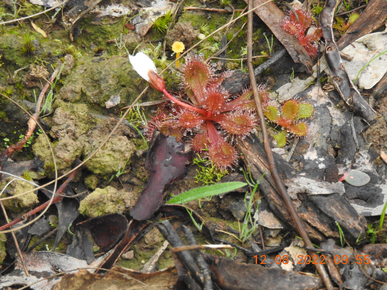 Drosera aberrans (Lowrie & Carlquist) Lowrie & Conran