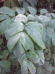 Erysiphe vanbruntiana sambuci-racemosae