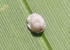 Ceroplastes cirripediformis