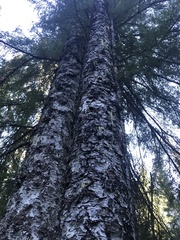 Hydnotrya variiformis