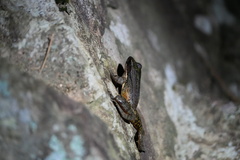 Odorrana exiliversabilis