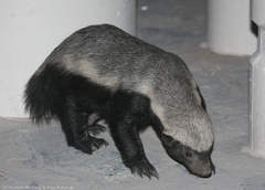 Mellivora capensis capensis