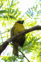 Caryothraustes canadensis