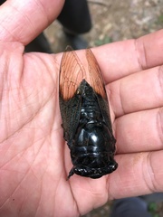 Cryptotympana holsti