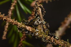 Hypogymnia hultenii