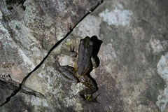 Odorrana exiliversabilis