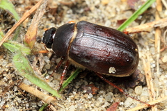Phyllophaga micans