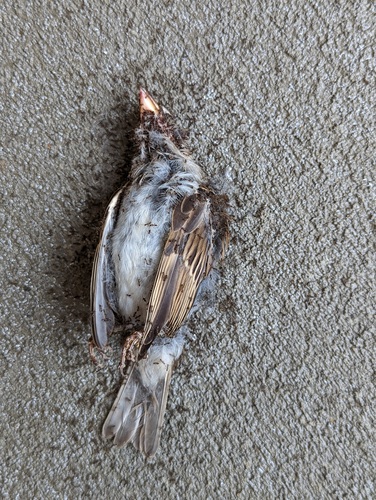 House Sparrow photographed in Alabama