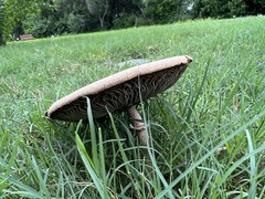 Chlorophyllum molybdites image