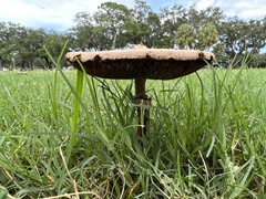 Chlorophyllum molybdites image