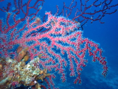 Alcyonium coralloides