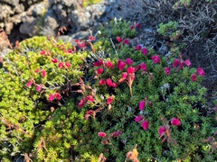 Daboecia azorica