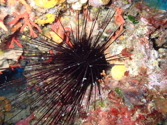Centrostephanus longispinus