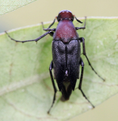 Macrosiagon pectinata