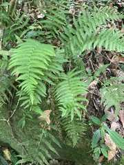 Goniopteris sclerophylla