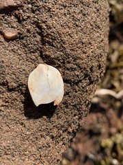 Crepidula plana